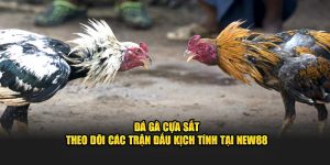 Đá gà cựa sắt
