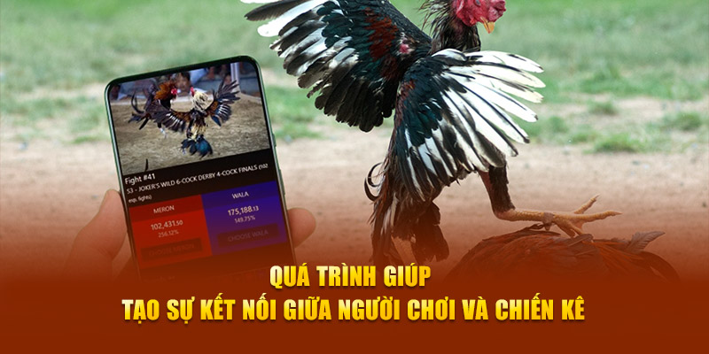 Quá trình giúp tạo sự kết nối giữa người chơi và chiến kê
